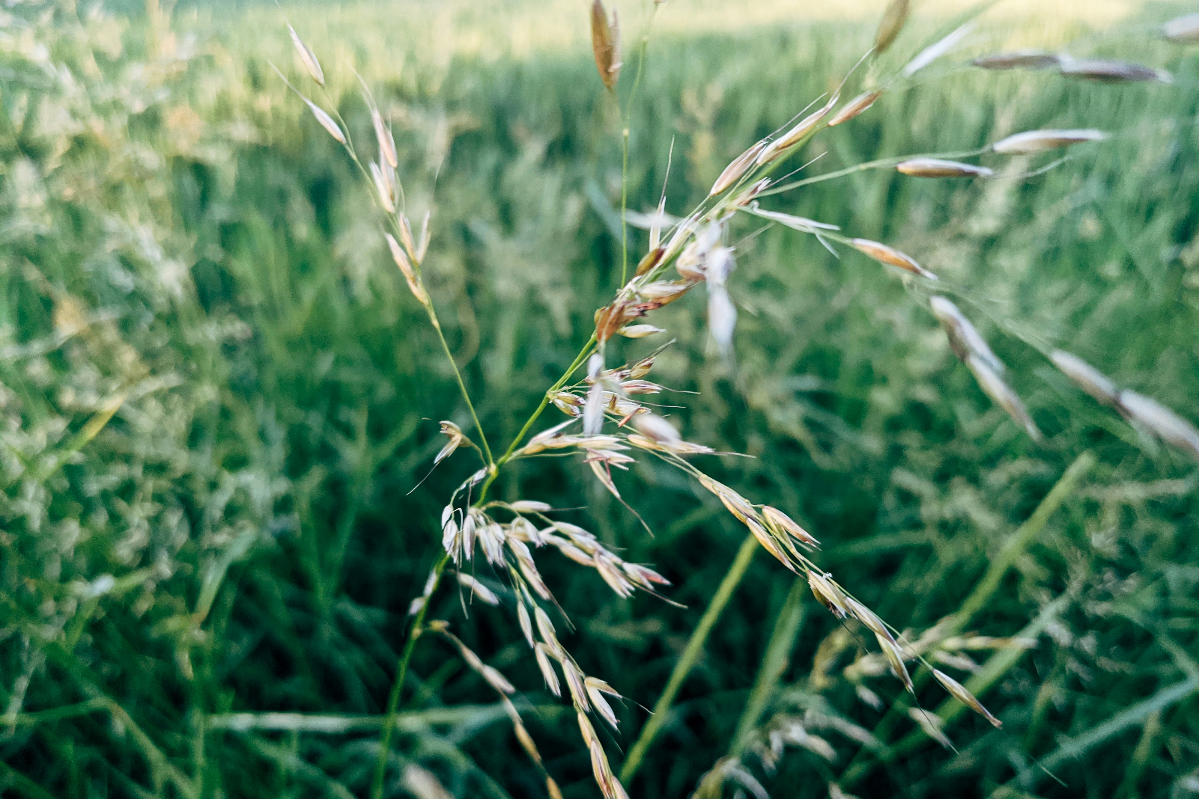 green wheat field during daytime